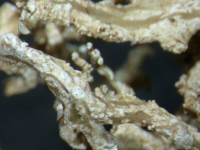 [Ramalina erosa]